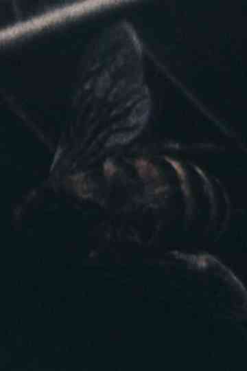 Morte all'orecchio di Van Gogh Poster