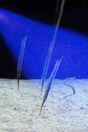 Sitting Feeding Sleeping Poster