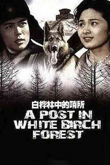 A Post in White Birch Forest Poster