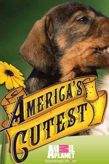 America's Cutest Puppies Poster