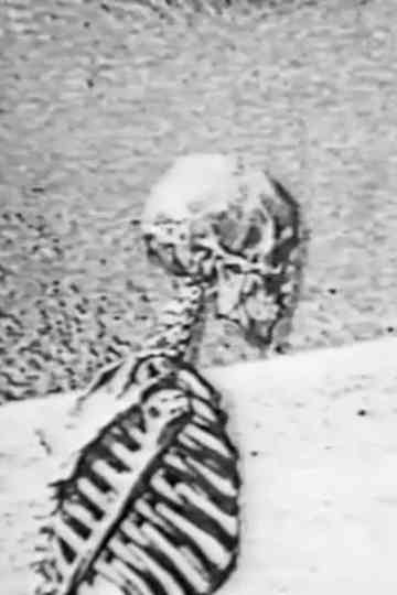 Lost Camel Intentions Poster