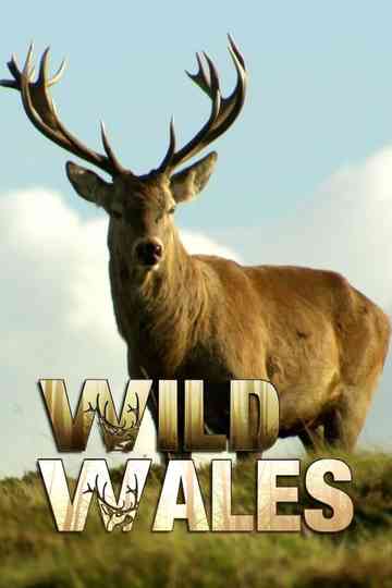 Wild Wales poster