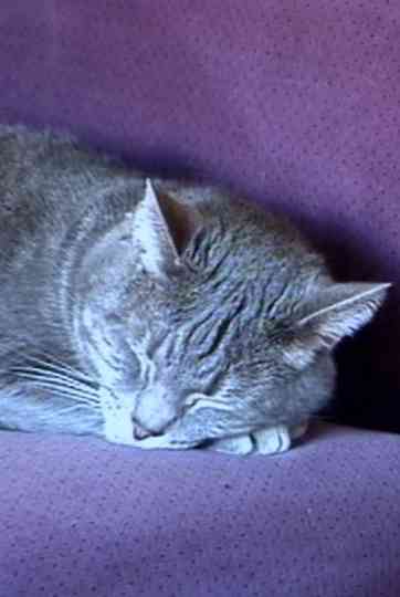 Nine Lives (The Eternal Moment of Now) Poster