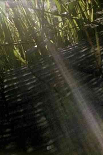 The Visitation Poster