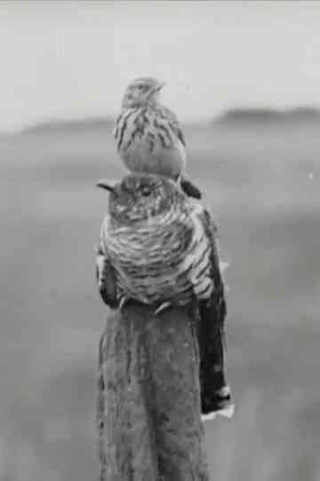 The Cuckoo's Secret poster