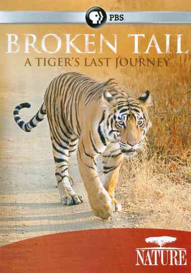 Broken Tail A Tigers Last Journey Poster