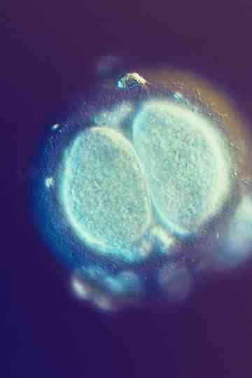 Sagan om Livet Poster