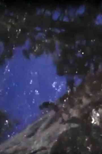 Old Redwood Series Poster