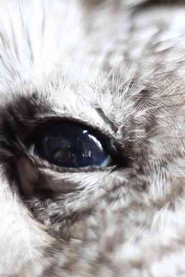 Here Is Everything Poster