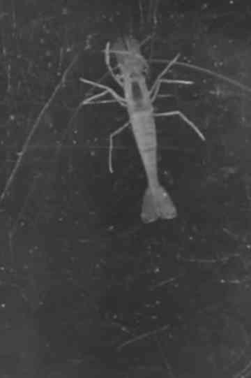 Crabs and Shrimp poster