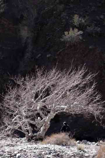 Paradise Springs Poster