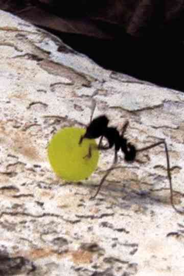 QuartaFeira da Cinzas Poster