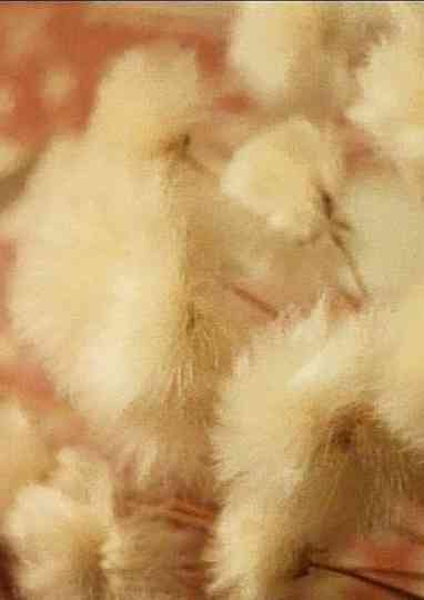 Halbmond für Margaret Poster