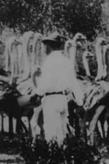 Scenes on Mr Smits Ostrich Farm poster