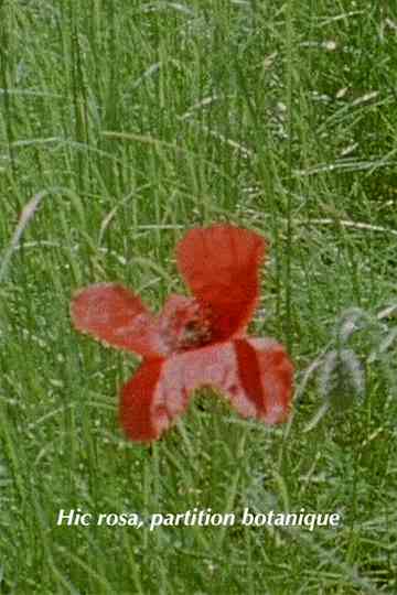 Hic Rosa, Botanical Score poster