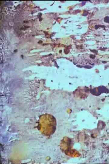 Beauty and the Beast Poster