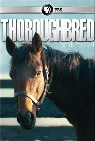 Thoroughbred Born to Run Poster