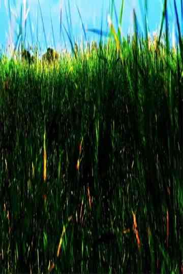 Illegalits Impact on the Body Poster