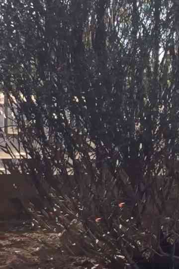 All Those Things Poster