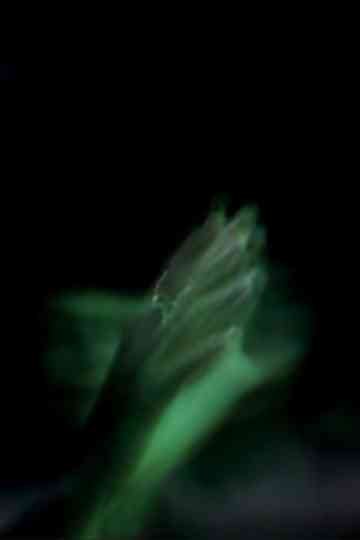 Barbara Hammer Lends a Hand Poster