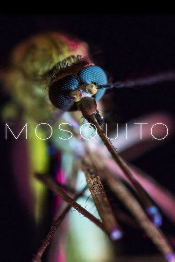 Mosquito Poster