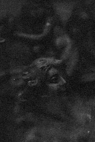 Unmeasured Prelude for Kerry Laitala Poster