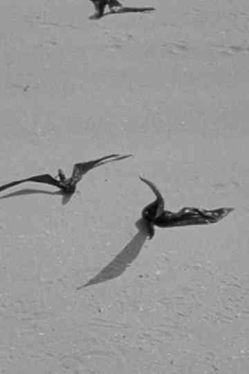 Birds of Prey Poster