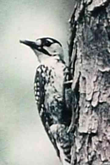 Natural History Poster