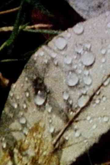 Through and Through Poster