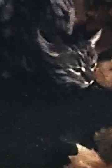 What Do You Fear? Poster