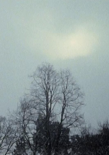 Hanging Upside Down in the Branches