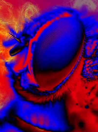 Electric Arthropods Poster