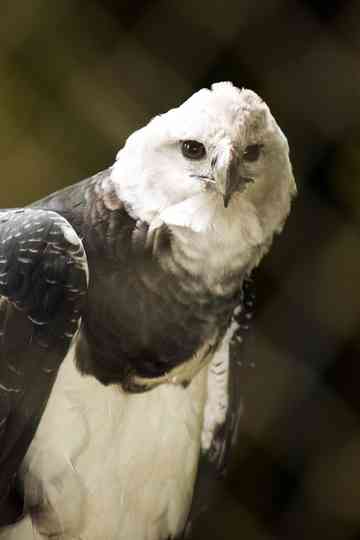 The Monkey-Eating Eagle of the Orinoco Poster