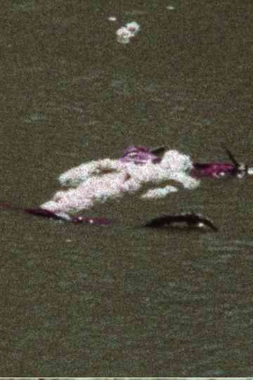 Flower Silueta Poster