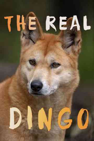 The real Dingo Poster