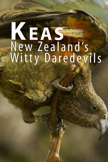 Keas - New Zealand's Witty Daredevils Poster