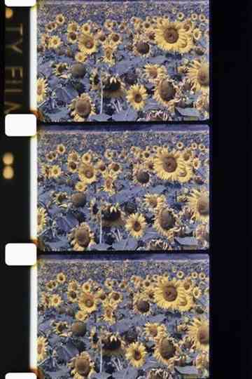 Les tournesols colorés Poster