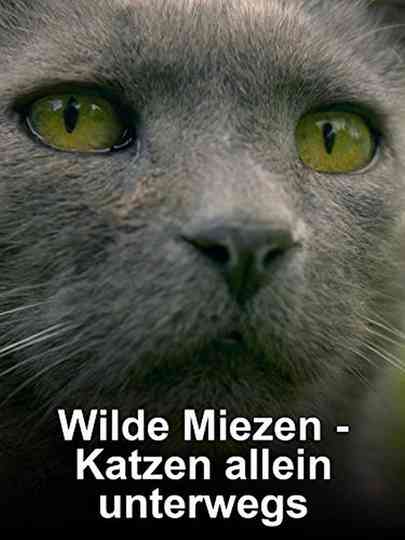 Wilde Miezen - Katzen allein unterwegs Poster