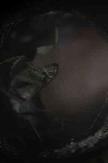 Spaghetti Ramen poster