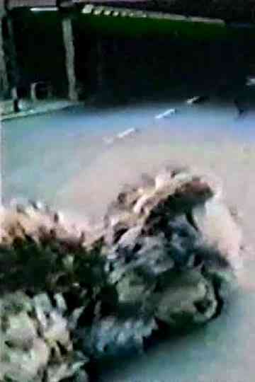 Bedtime Stories: Cat Poster