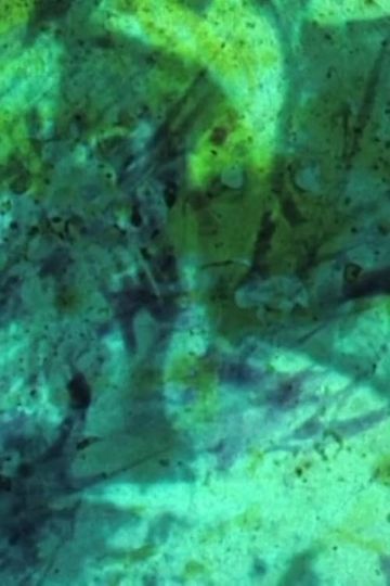 Spectre  Effacement  Disparition Film expérience  fragilité