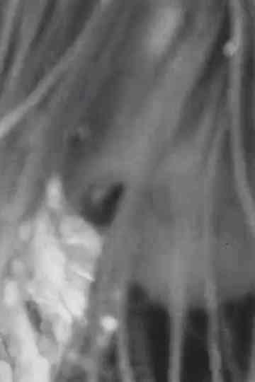 Sproul Plaza Drummers Poster