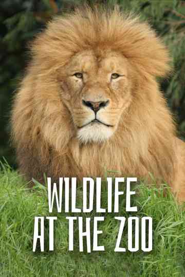 Wild Life At The Zoo Poster