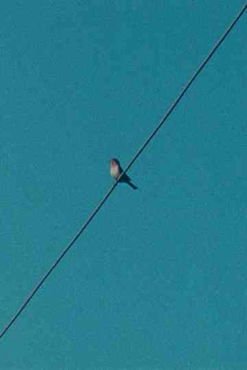 Ear on a Worm Poster