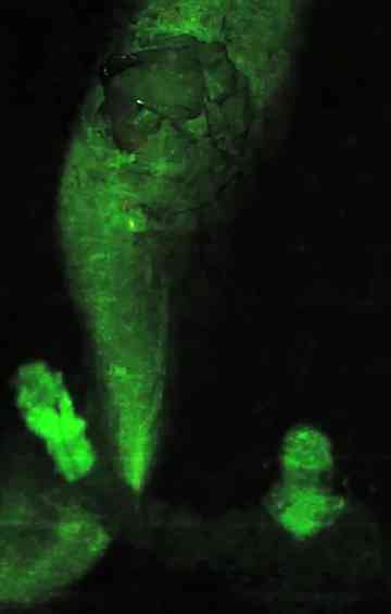 L'intervalle de résonance Poster