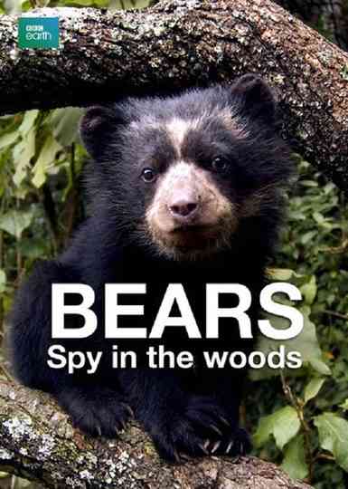 Bears Spy in the Woods Poster