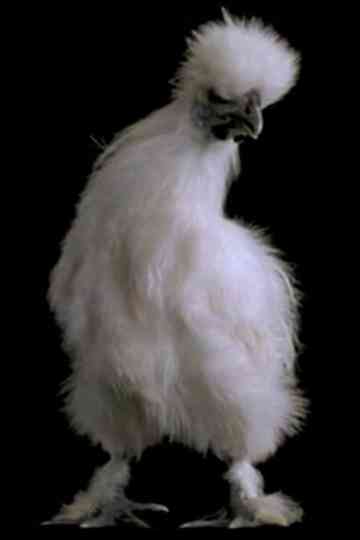 Qui a mangé la soupe cosmique Poster