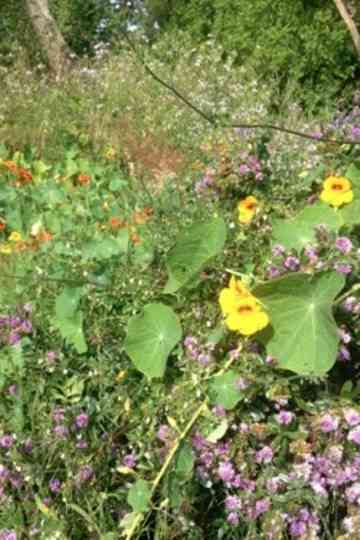 Colophon (for the Arboretum Cycle) Poster