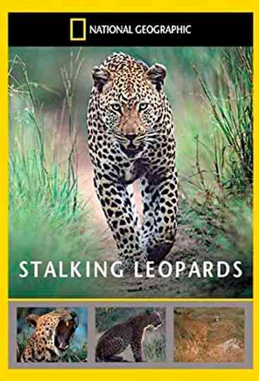 Stalking Leopards Poster