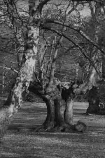 Burnham Beeches Poster